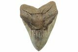 Huge, Fossil Megalodon Tooth - North Carolina #298782-1